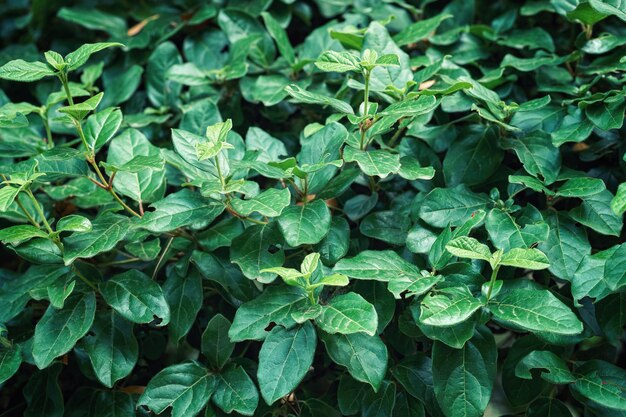 Fresh bush with lush green leaves grows in park as floral background closeup