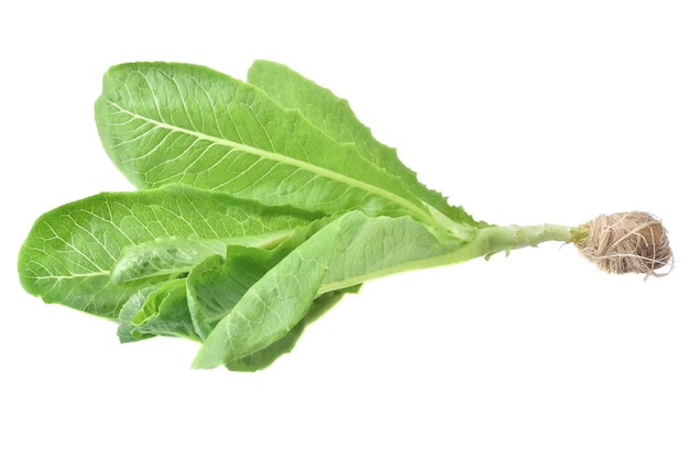 fresh butterhead isolated on white background