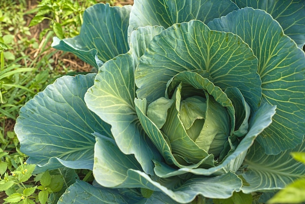 Fresh cabbage from the farm field green cabbage plants Nontoxic cabbage Nontoxic vegetables Organic farming