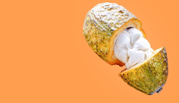 Fresh cacao fruit cut in half that reveal the flesh in white on orange background