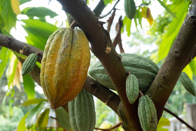 Fresh cacao grow on the tree. Organic cocoa fruit pods in nature. Theobroma cacao.