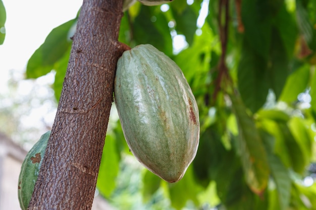 Fresh cacao pods from the cocoa tree