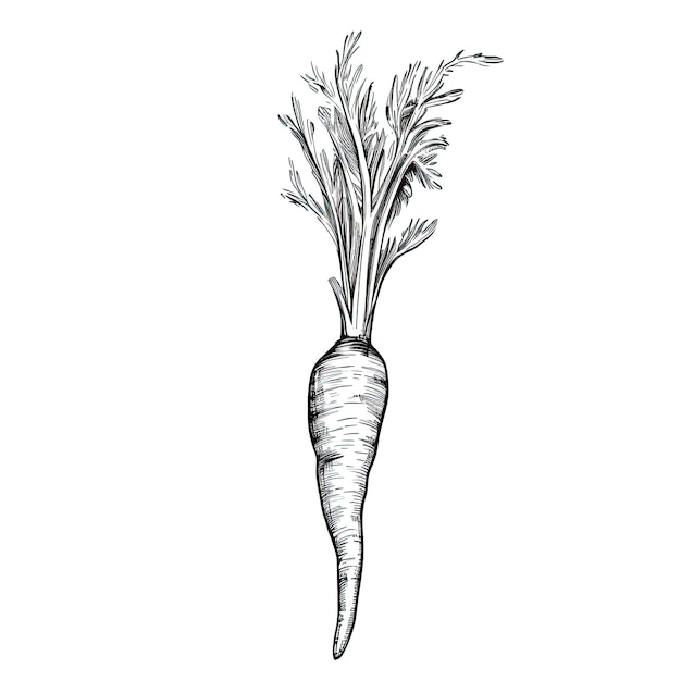 Fresh carrot ai generated