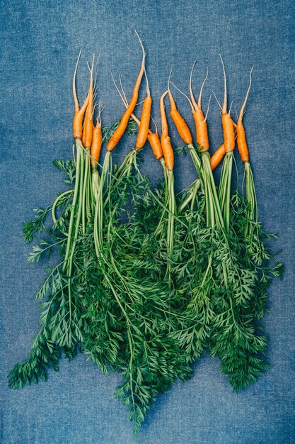 Fresh carrots from the garden. Small carrot on blue background. harvest of carrots. vertical frame