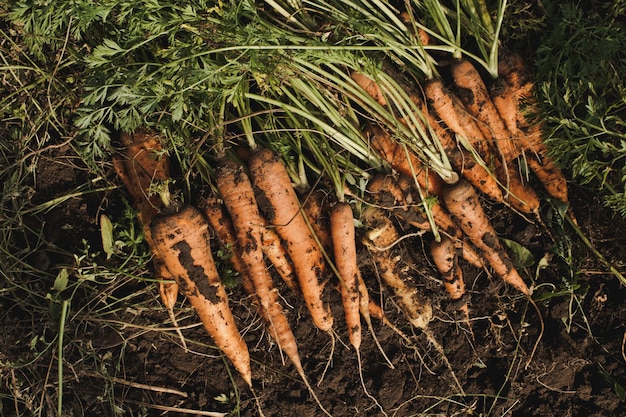 Fresh carrots. Harvest fresh organic carrots on the ground. Pile of fresh ripe carrots on field. Organic farming.