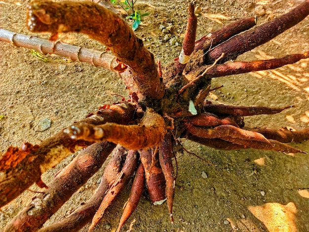 fresh cassava roots that have just been harvested