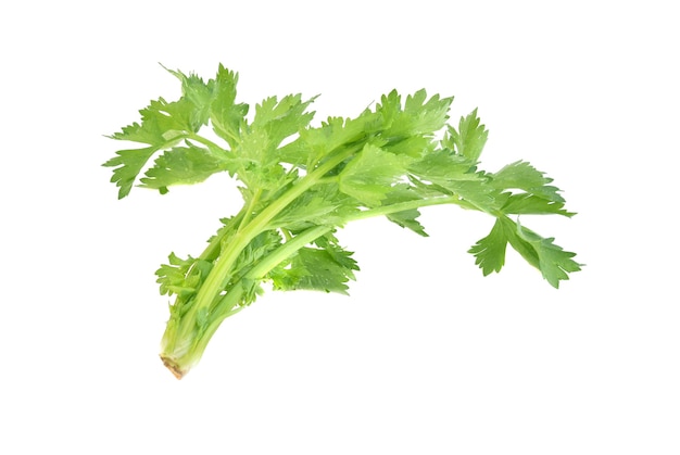 Fresh celery isolated on white background