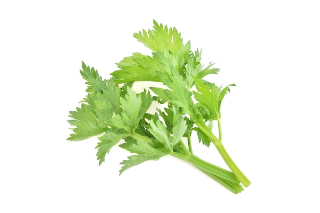 fresh celery isolated on white background