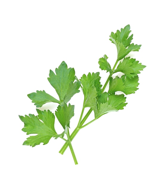 Fresh celery isolated on white