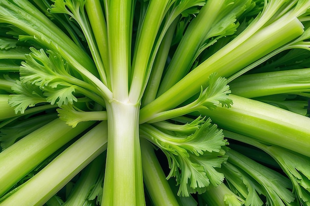 Photo fresh celery isolated