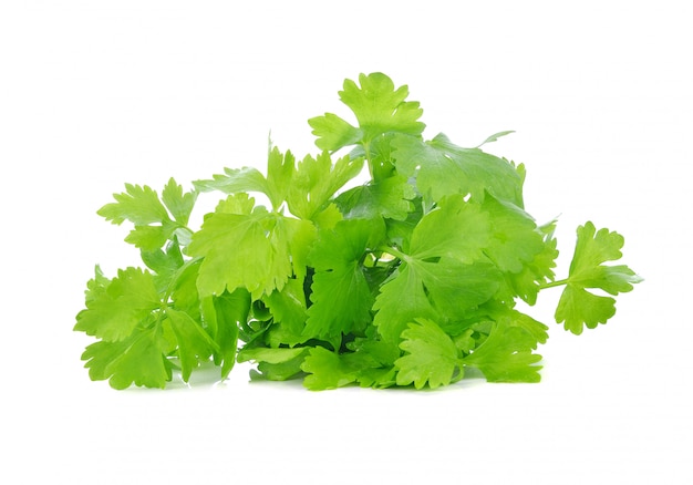 Fresh celery leaf isolated on white background