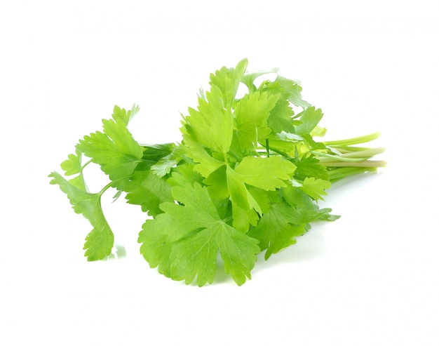 Fresh celery leaf isolated on white background