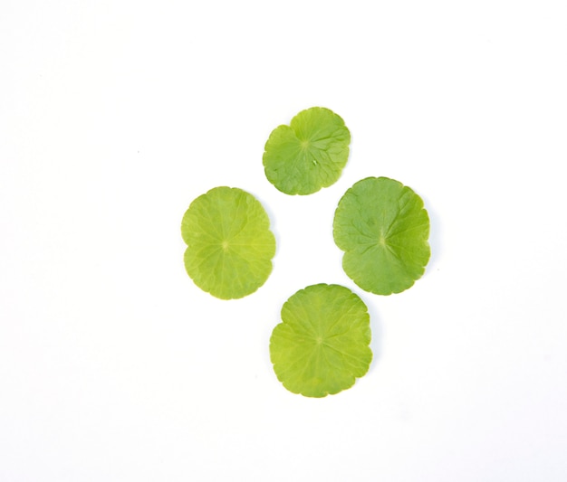 Fresh Centella asiatica