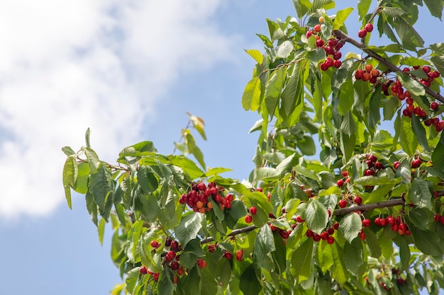 Fresh cherry fruit in cherry tree Spil mountain Turkey