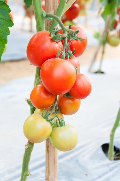 Fresh Cherry Tomatoes in the garden Plant Tomatoes selective focus