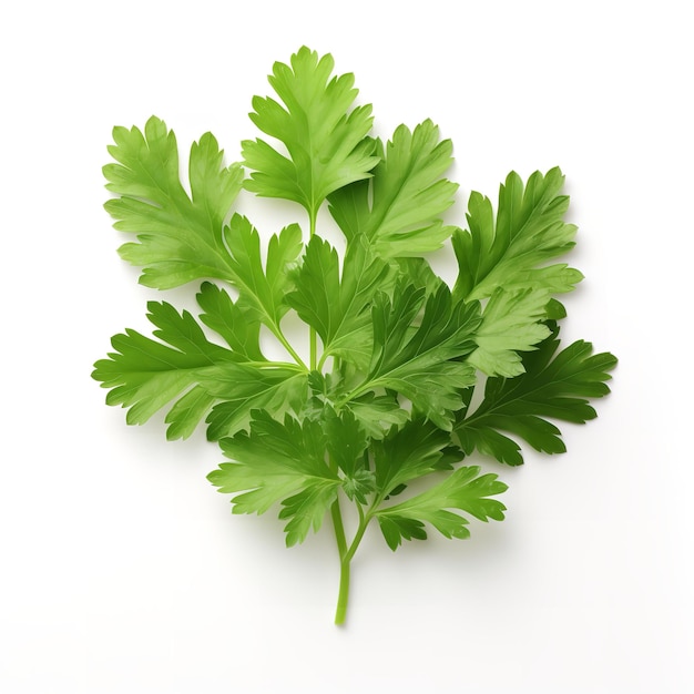 Fresh Chervil Leaf isolated on white background