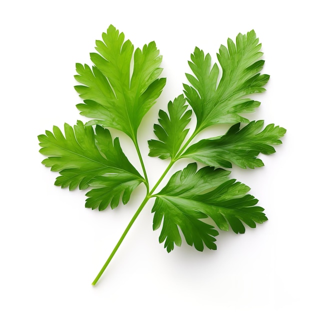 Fresh Chervil Leaf isolated on white background