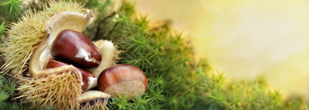 Fresh chestnuts in its husk   in moss on sunlight background