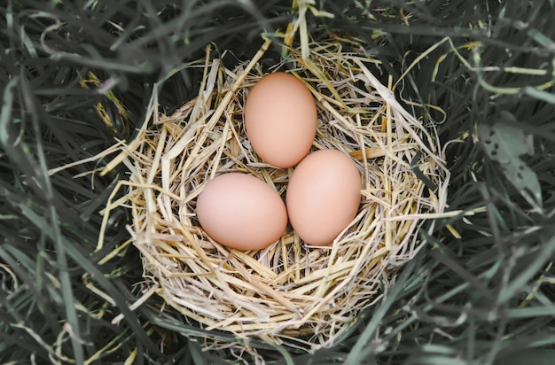 Fresh chicken eggs in straw nest on ground with grass of hay basket egg