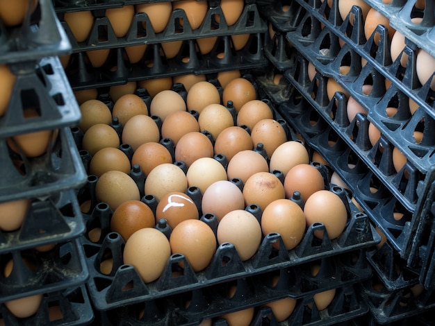 Fresh chicken eggs in the tray preparing to delivery from farm