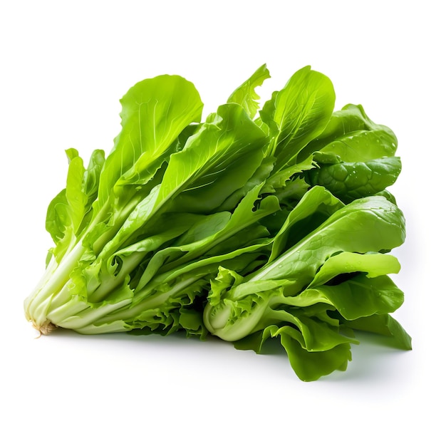 Fresh Chicory Bitter greens isolated on white background