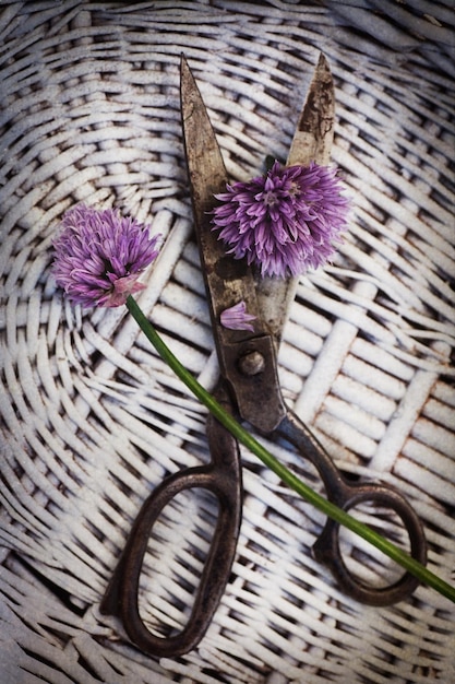 Fresh chives flower