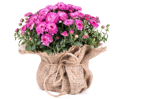 Fresh chrysanthemum in bag on white background.