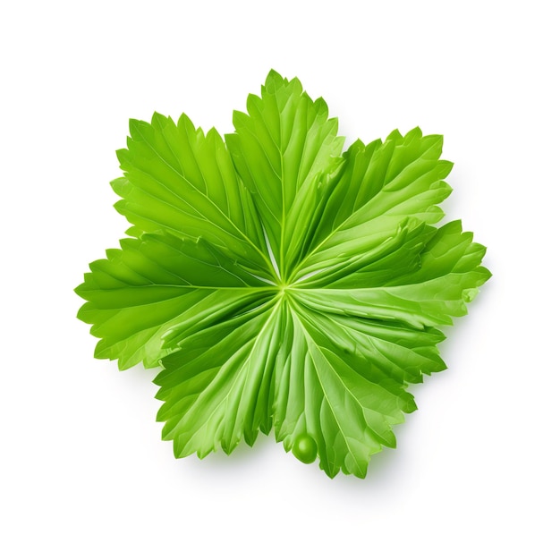 Fresh Chrysanthemum Leaf isolated on white background