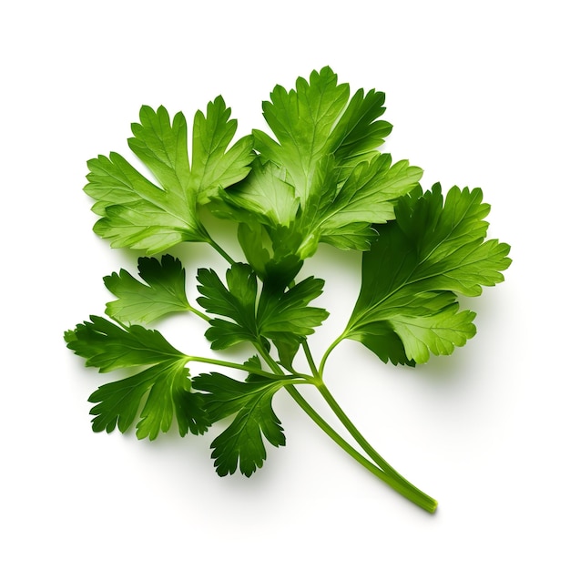 Fresh Cilantro Leaf isolated on white background