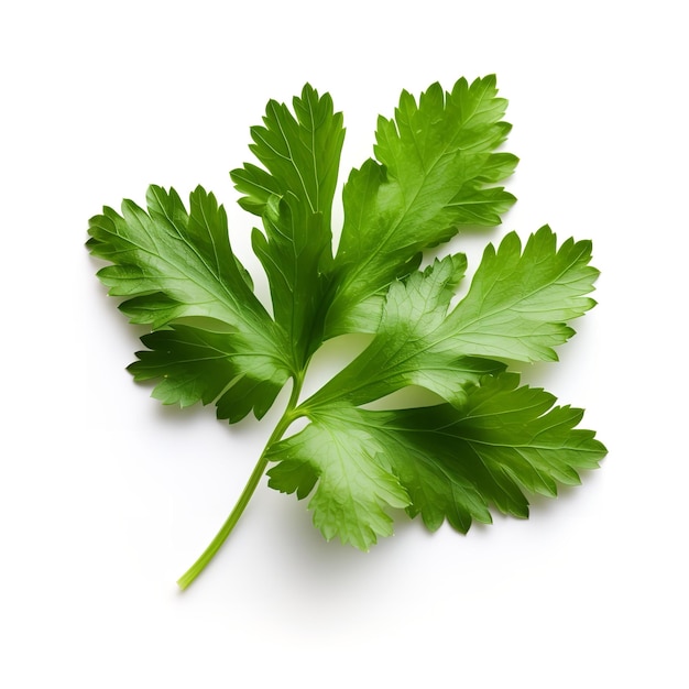 Fresh Cilantro Leaf isolated on white background