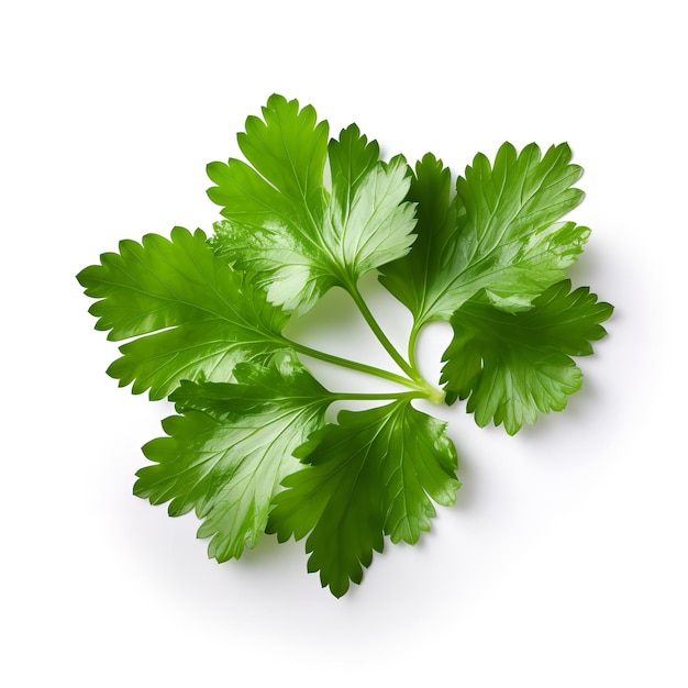 Fresh Cilantro Leaf isolated on white background