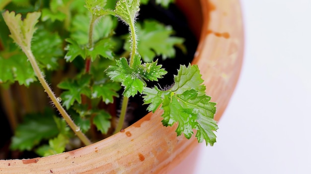 Photo fresh closeup motherwort herbal plant leaves