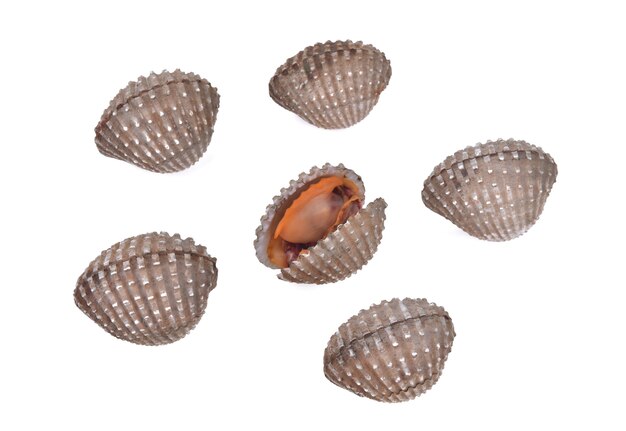 Fresh cockles seafood