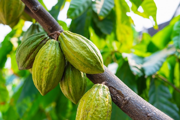 Fresh cocoa fruit from cocoa trees