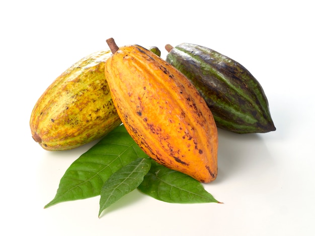 Fresh cocoa fruits with green leaf