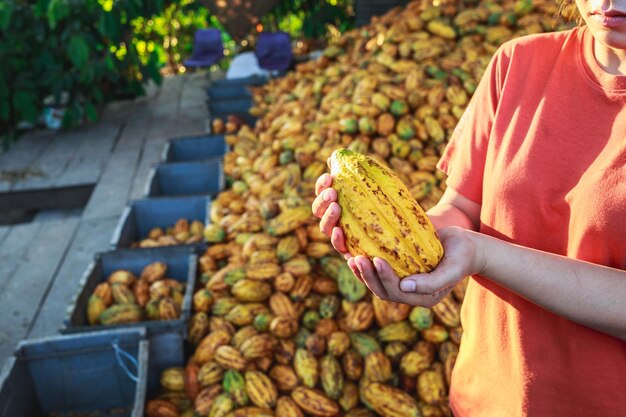 Fresh cocoa pods in hand