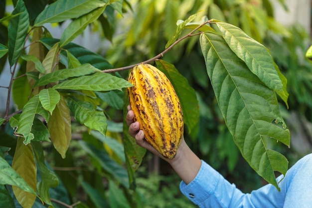 Fresh cocoa pods in the hands of farmers