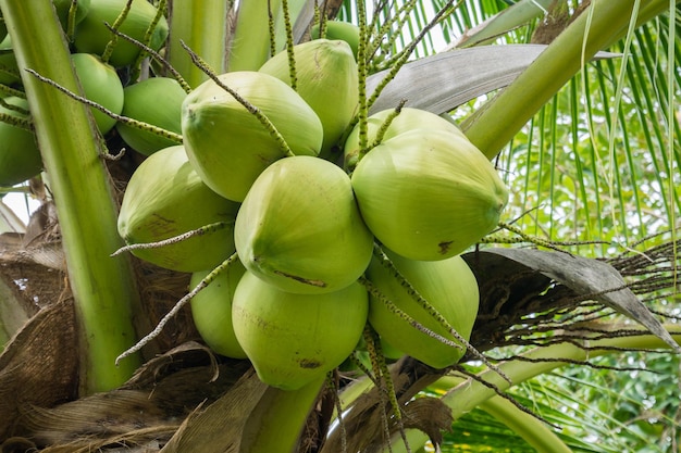 Fresh Coconut cluster on coconut tree