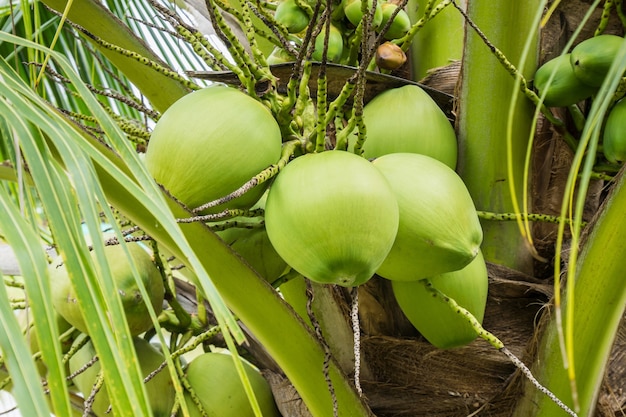 Fresh Coconut cluster on coconut tree