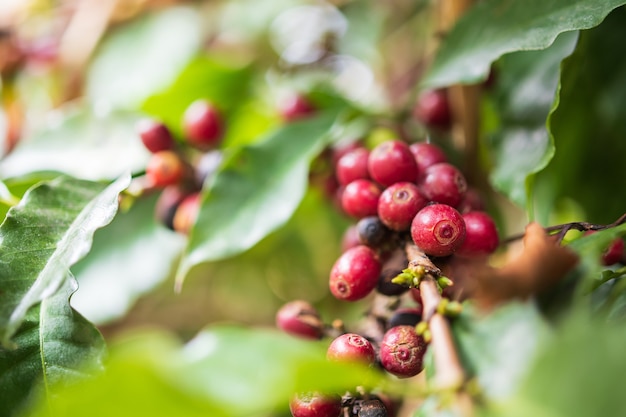 Fresh coffee beans on tree branches