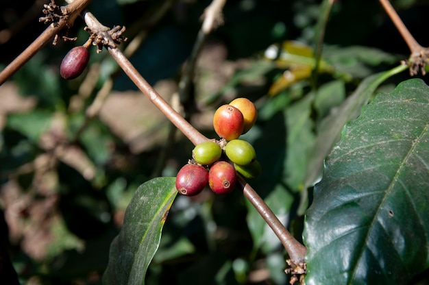 Fresh coffee beans on a tree.