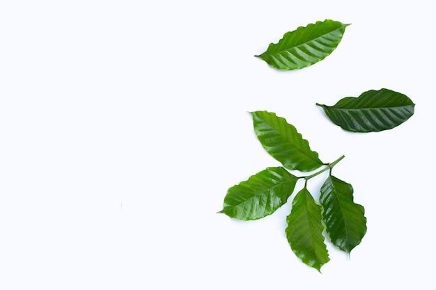 Fresh coffee leaves on white background