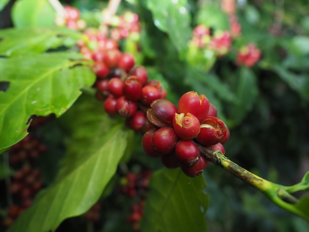 Fresh coffee seed on coffee tree in farm on mountain