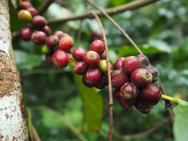 Fresh coffee seed in farm on mountain