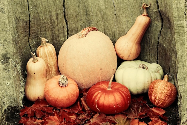 Fresh colored pumpkins group on a wooden dark vintage table.Toned vintage image