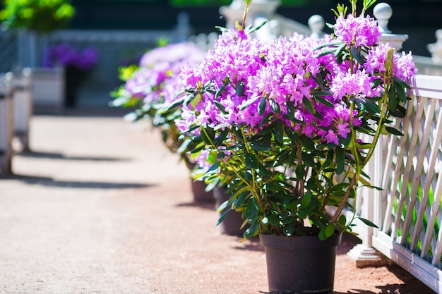 Fresh colorful blooming flowers in spring garden