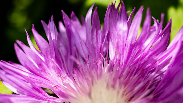 Fresh colorful composition from Spotted Knapweed or Star Thistle Honey  Centaurea maculosa Summer wildflowers Natural natural background Macro shooting