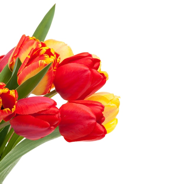 Fresh colorful tulips bouquet