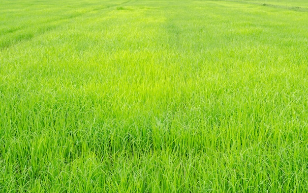 Fresh condition on green rice field blurred background