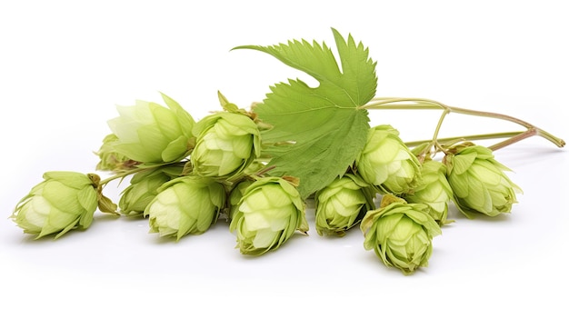 Fresh cones of hops and wheat isolated on a white background